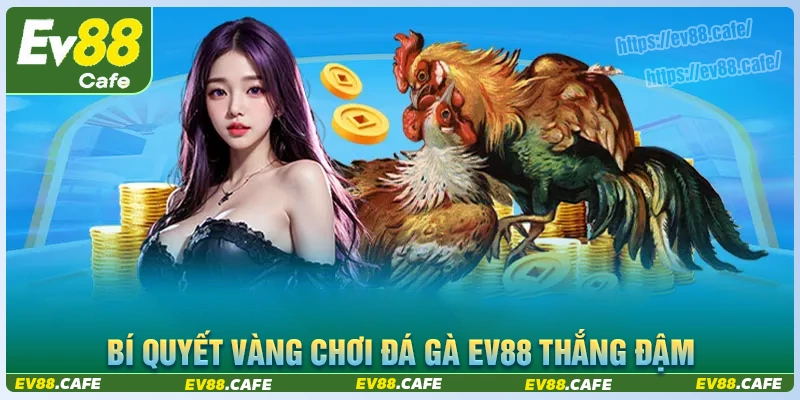 Bí quyết vàng để bạn chơi đá gà ev88 thắng đậm