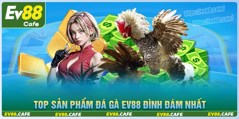 Khám phá những sản phẩm đá gà ev88 hấp dẫn nhất