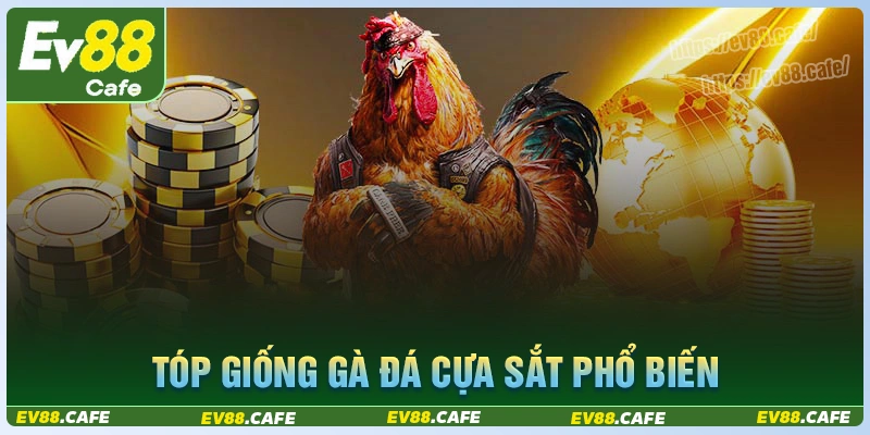 Top giống gà chiến được sử dụng trong đá gà cựa sắt