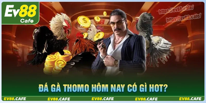 Đá gà thomo hôm nay có gì hot?