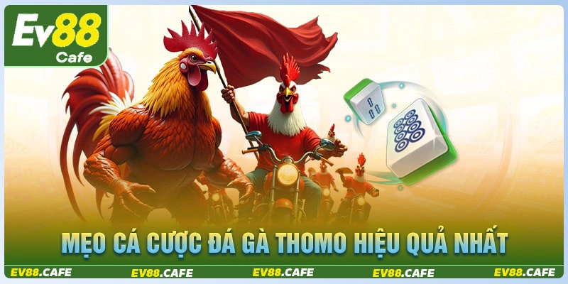 Kinh nghiệm chơi đá gà thomo hôm nay hiệu quả